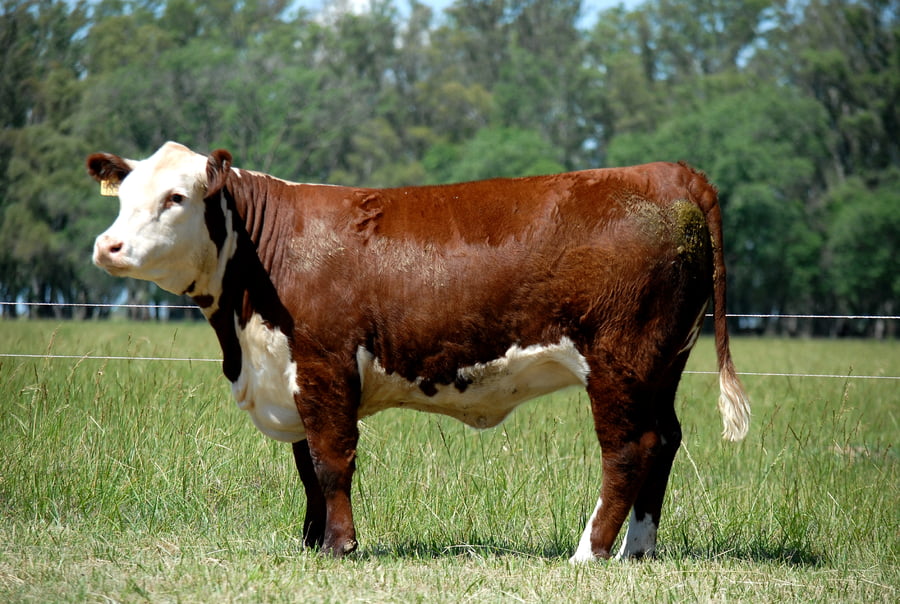 Lote TERNERAS PURAS DE PEDIGREE POLLED HEREFORD