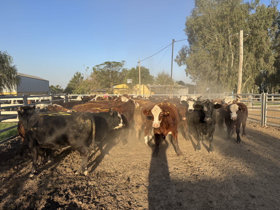 Lote 47 Novillitos y vaquillonas en Córdoba, El Tío