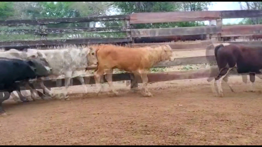 Lote 70 Terneras en Gral. San Martín, Chaco