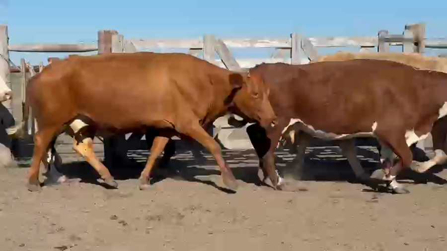 Lote 131 Vacas de invernar en Corrientes, Sauce