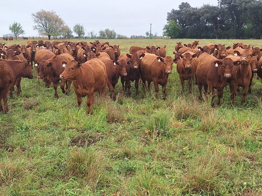 Lote 171 Vaquillonas para servicio