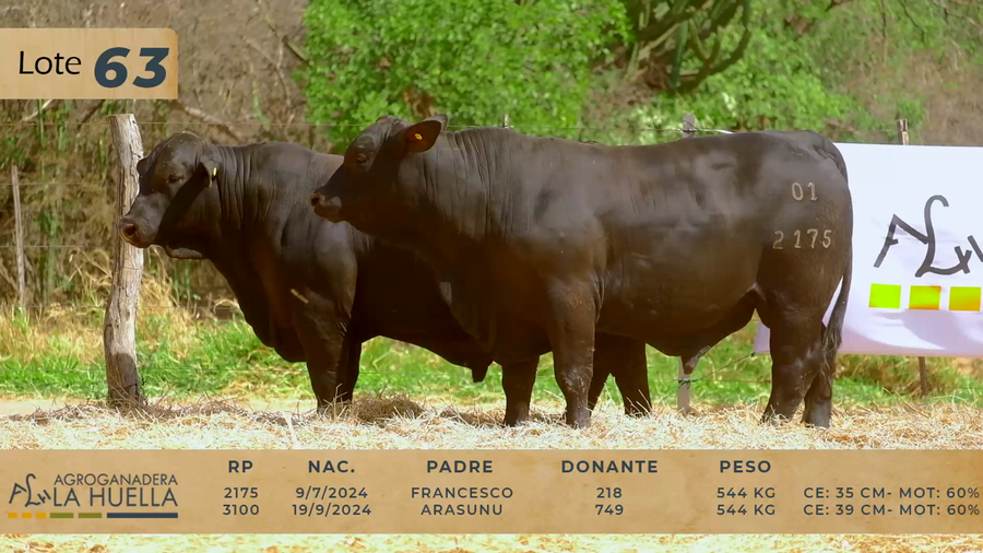 Lote LOTE 63