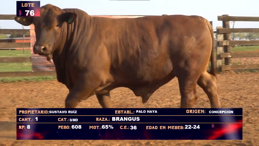 Lote GUSTAVO RUIZ - LOTE 76