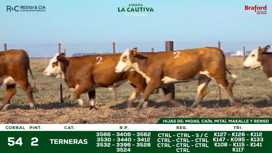 Lote TERNERAS BRAFORD CONTROLADAS SEÑAL 25   Cabaña La Cautiva