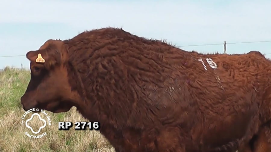 Lote Toro Red Angus SA de 3 años