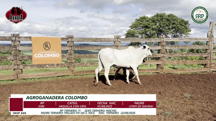 Lote VAQUILLA CON CRÍA