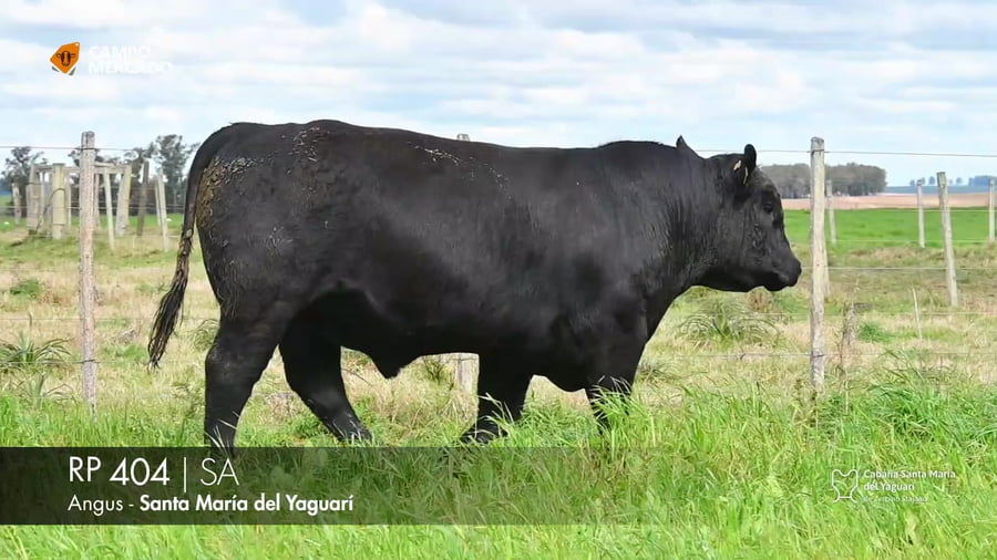 Lote RP 404