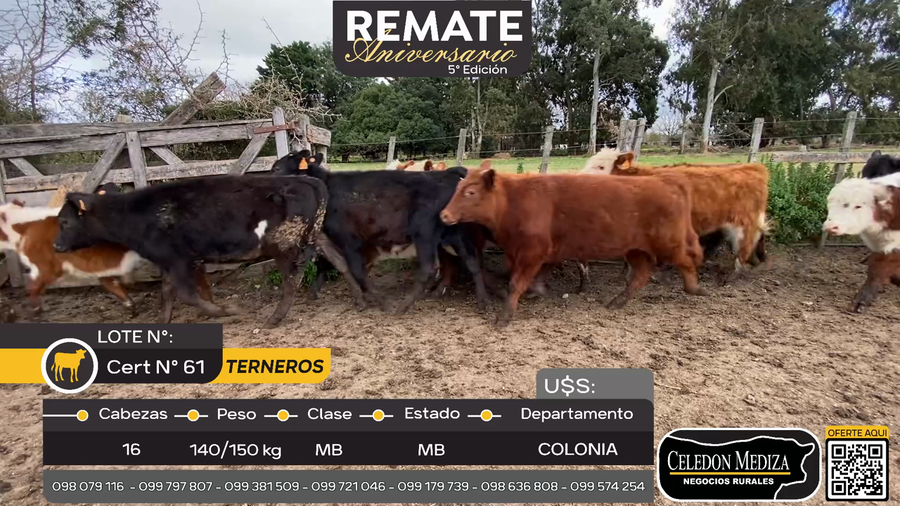 Lote 16 Terneros  A 15 km de Nueva Helvecia , Colonia