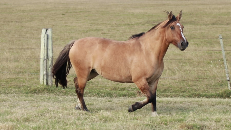 Lote TERRON Violeta 6