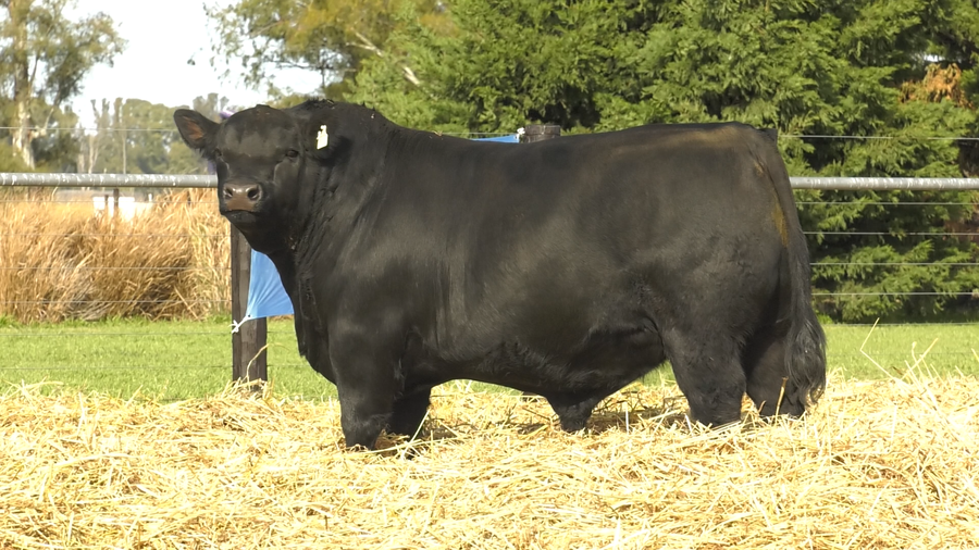 Lote TOROS ABERDEEN ANGUS PP