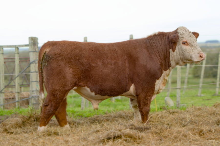 Lote RP 9731