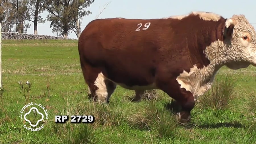 Lote Toro Hereford PO de 3 años