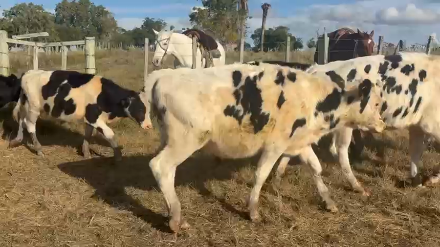 Lote 27 Novillos a remate en Pantalla Especial de Otoño, San José