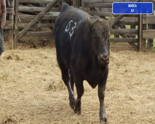 Lote 1 Toro en Coyhaique, XI Región Aysén