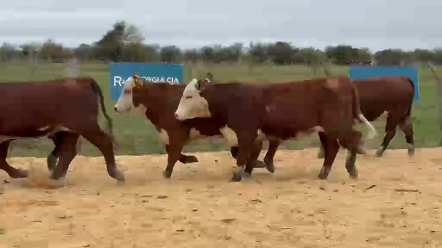 Lote Cabaña Olazul SA