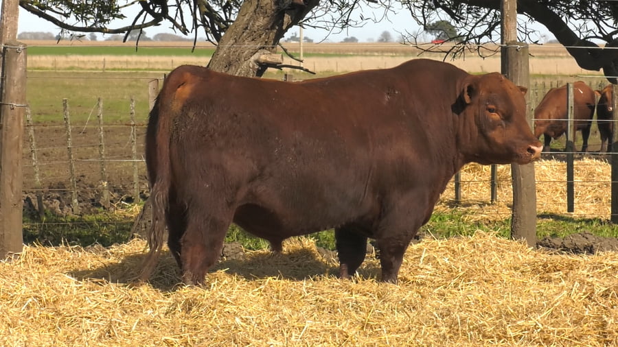 Lote Toros PC Colorado
