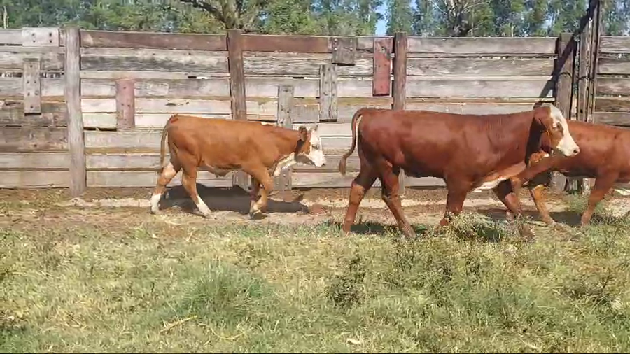 Lote 55 Terneros