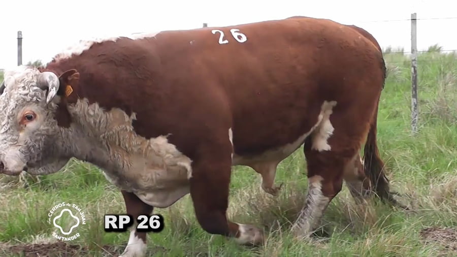 Lote Toro 2 años | Puro por Cruza