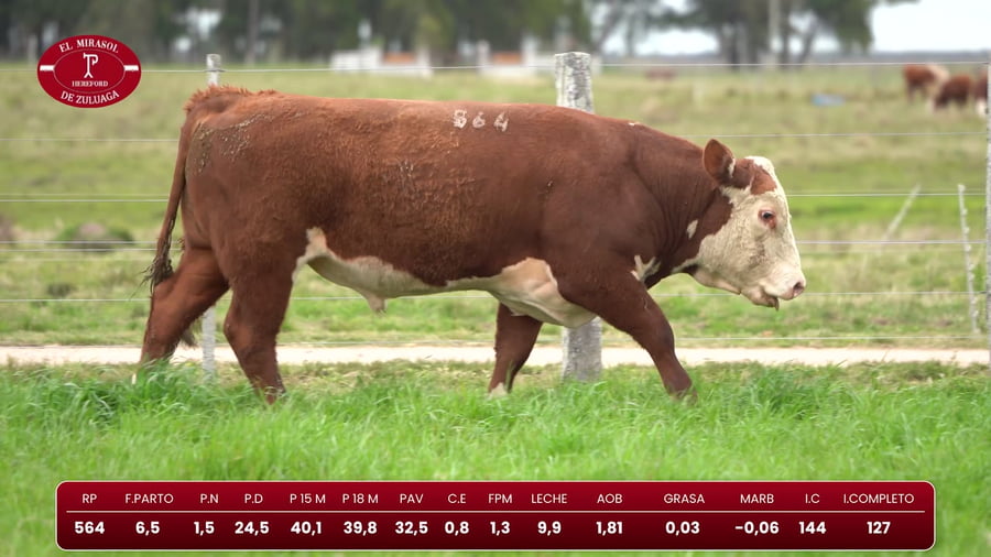 Lote Hereford