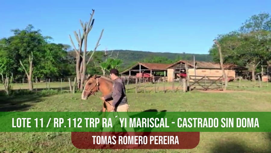 Lote TRP RA´YI DE MARISCAL