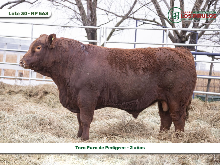 Lote TOROS PUROS DE PEDIGREE - 22/24 meses