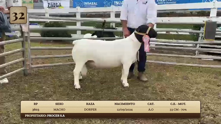 Lote LOTE 32