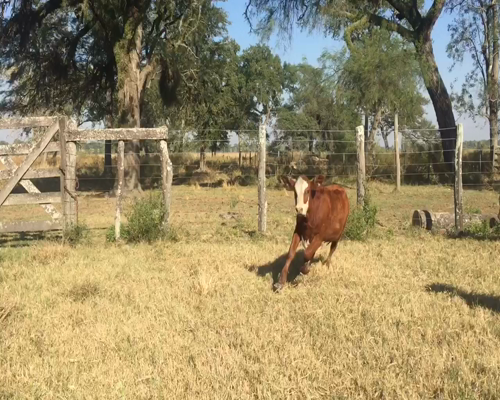 Lote 70 Terneros/as en Margarita Belén, Chaco