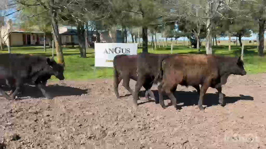 Lote 40 Terneros