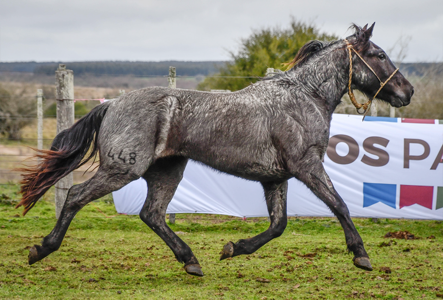 Lote GIN TONIC LA FLECHILLA