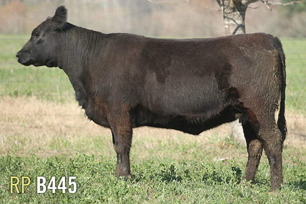 Lote 4 VAQUILLONAS PREÑADAS PURAS DE PEDIGREE