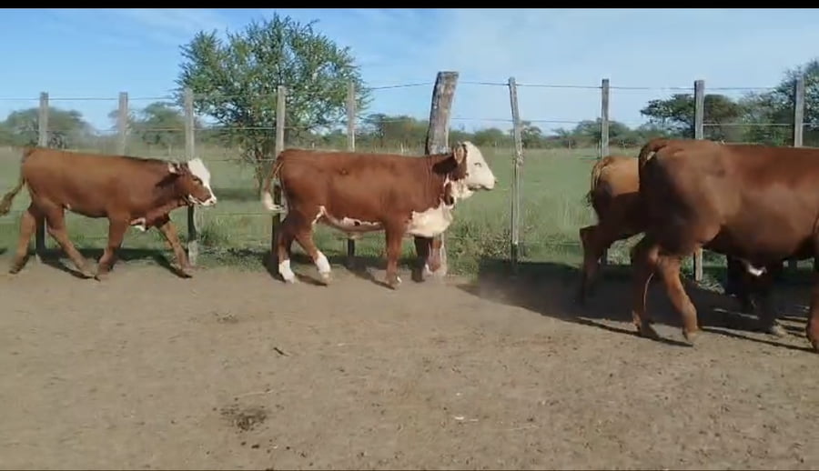 Lote 75 Terneras en Corrientes, Curuzú-Cuatiá