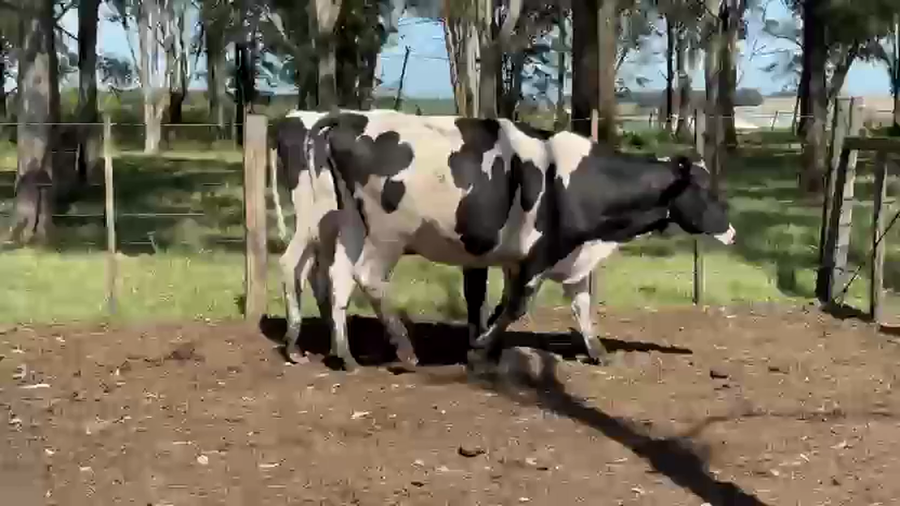 Lote 2 Vaquillonas  a remate en Pantalla Camy 470kg - , San José