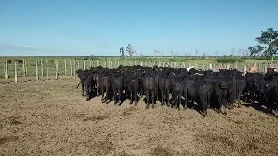 Lote 96 Vacas nuevas Preñadas en Pirané, Formosa