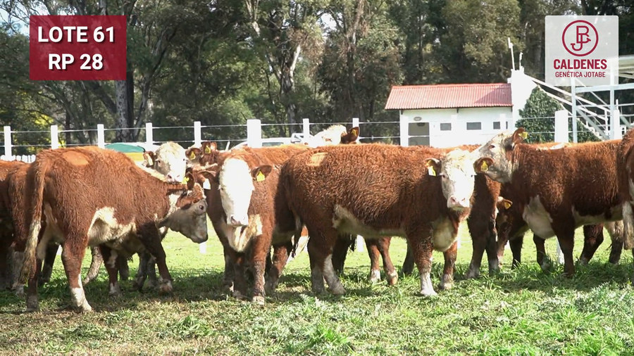 Lote VAQUILLONA PURAS REGISTRADAS PREÑADAS POR INSEMINAC. ARTIFICIAL, PARICIÓN PRIMAVERA.