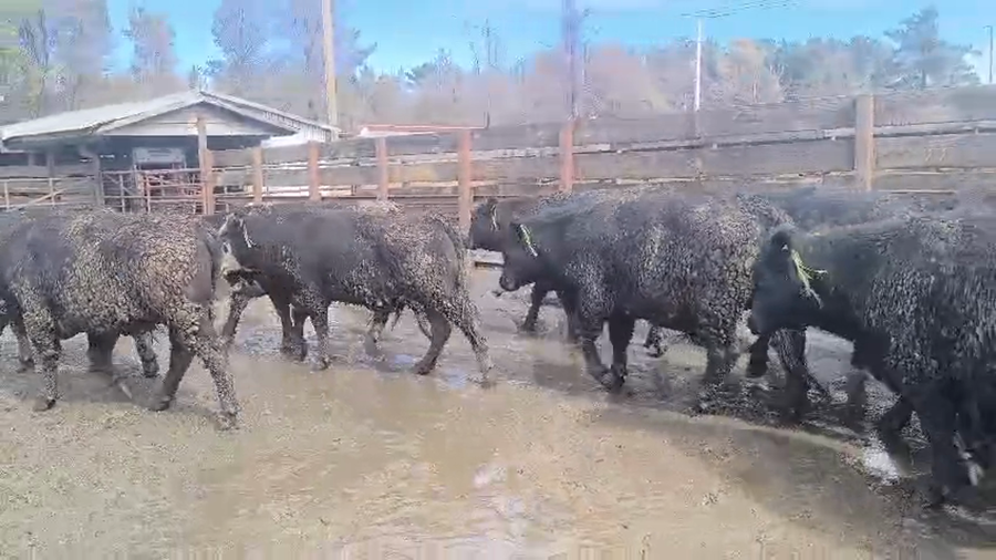 Lote 20 Novillo Gordo en Los Ángeles, VIII Región Biobío