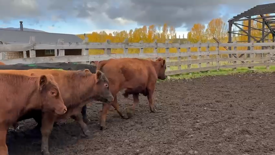 Lote 40 Novillo Engorda en Coyhaique, XI Región Aysén