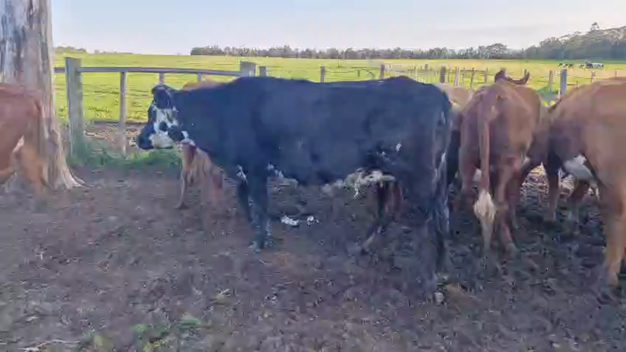 Lote 8 Vacas y vaquillonas a remate en Pantalla Aniversario - Escritorio Camy 460kg - , San José