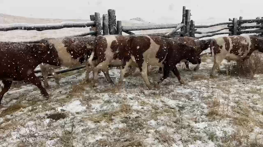 Lote 47 Novillo Engorda en XI Región Aysén, Coyhaique