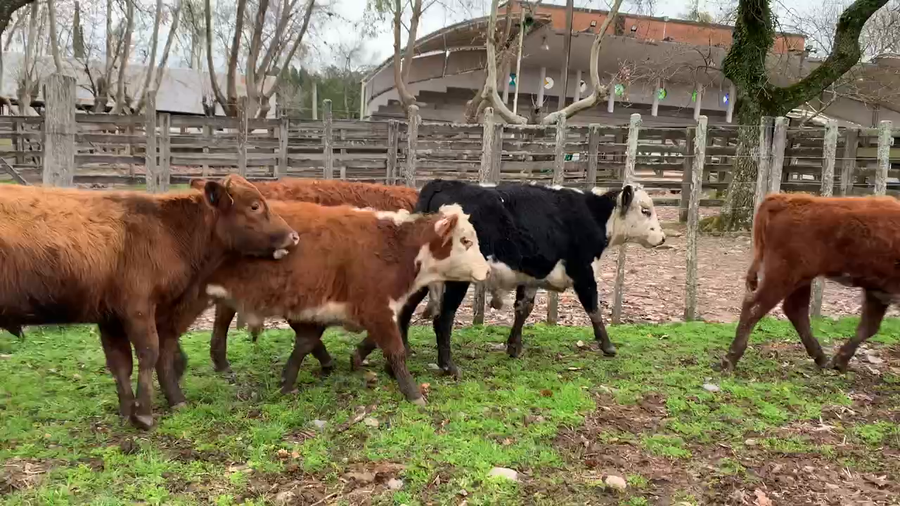 Lote 25 Terneros en Melo, Cerro Largo