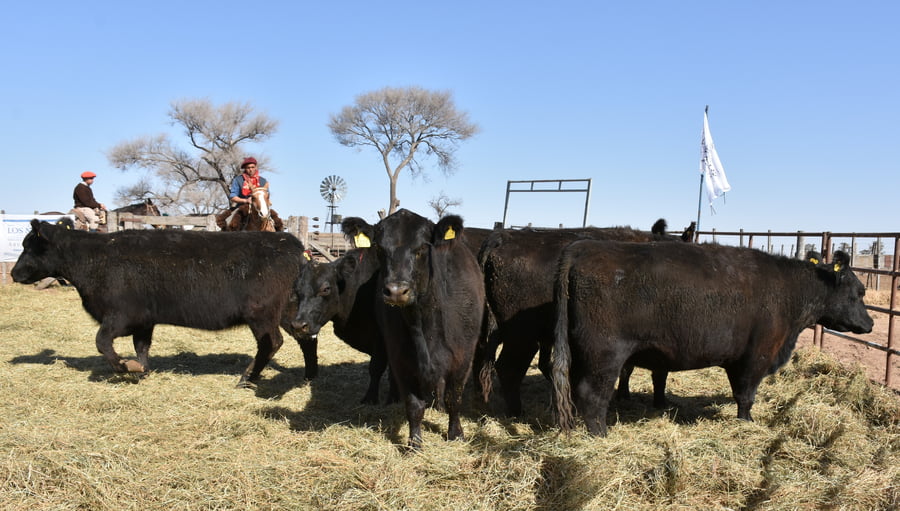 Lote VACAS MEDIO DIENTE (Corral 6)