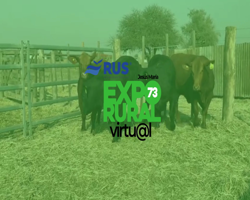 Lote VAQUILLONA BRANGUS REG C. (2D)