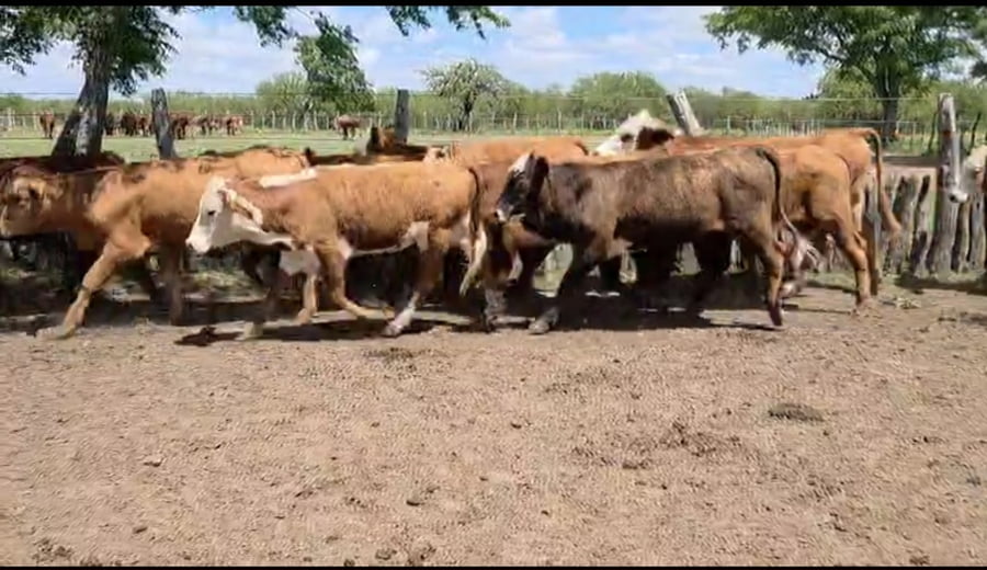 Lote 64 Terneras en Corrientes, Curuzú-Cuatiá