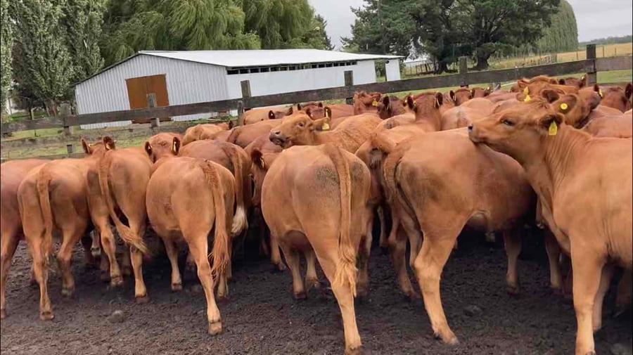 Lote 50 Vaquilla Engorda en Puerto Octay, X Región Los Lagos