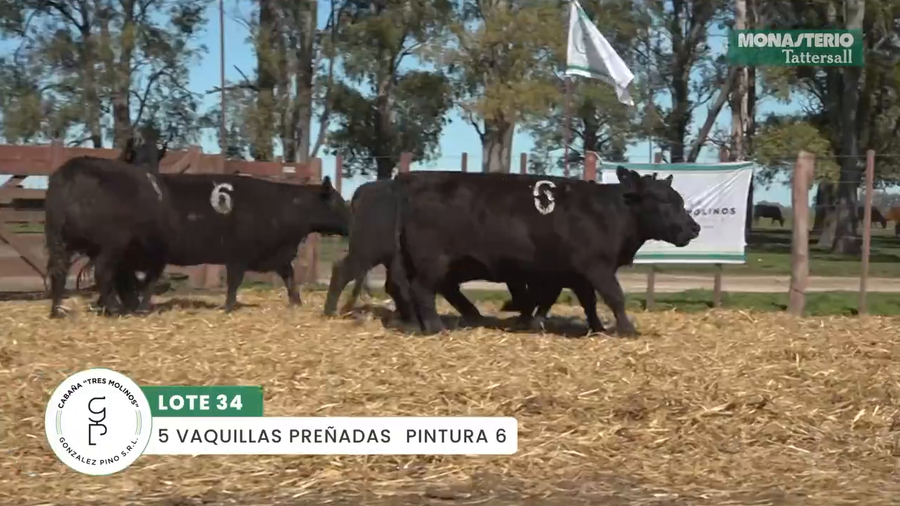 Lote "TRES MOLINOS" VAQUILLAS P.C PREÑADAS