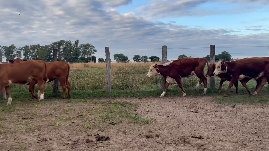 Lote 100 Terneros/as en Corrientes, Mariano I. Loza