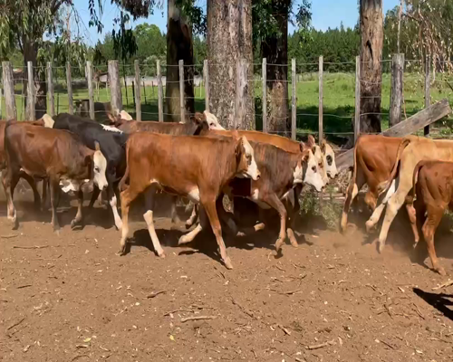 Lote 140 Terneros en Virasoro, Corrientes