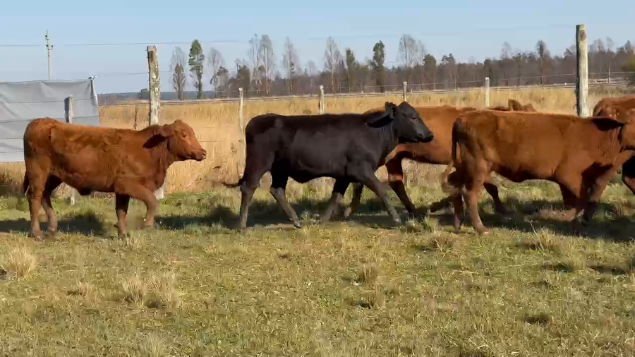 Lote 60 Vaquillonas en Corrientes, Paso de Los Libres