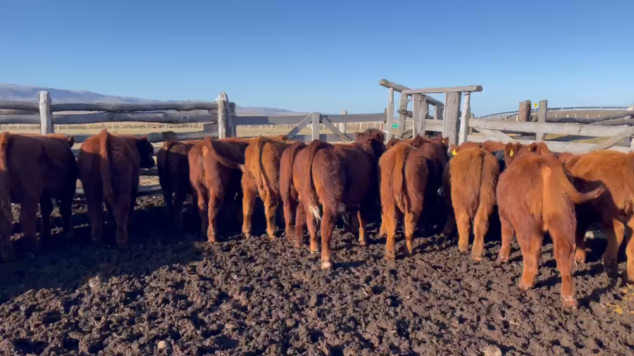 Lote 40 Ternero en Coyhaique, XI Región Aysén