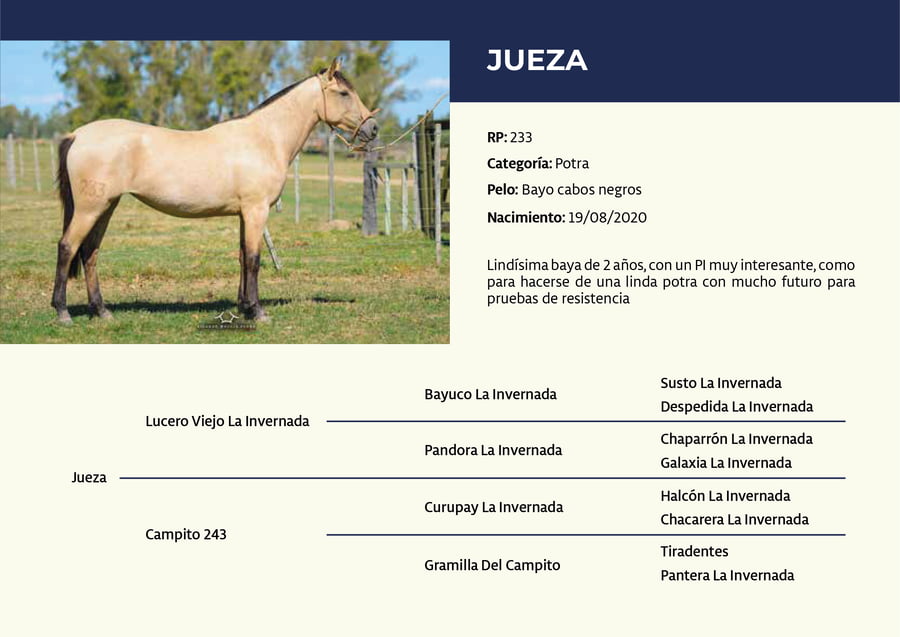 Lote RP 233 -  Jueza