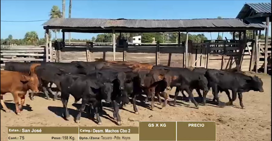 Lote LOTE 4 - 75 DESMAMANTES MACHOS CBO 2